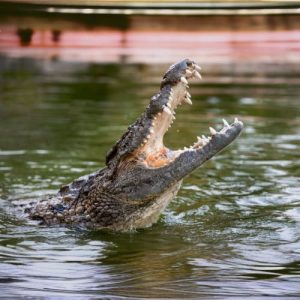 Book Dubai Crocodile Park Tickets - Explore Nile Crocodiles and More at Wenjoy.ae