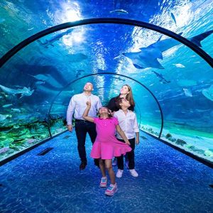 The National Aquarium Abu Dhabi wenjoy.ae