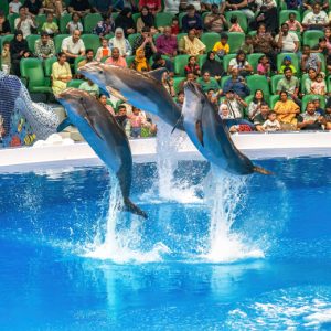 Book Dubai Dolphinarium Tickets - Dolphin and Seal Shows in Dubai at Wenjoy.ae
